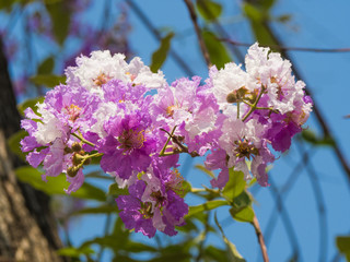 Lagerstroemia flower tree on blue sky background