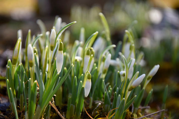 Snowdrops in spring.