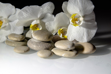Fototapeta na wymiar flat stones on a white glass on the background of white orchids