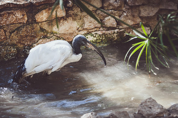 Ibis sacré