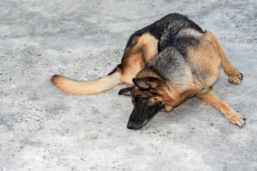 German shepherd dog itch on concrete floor background.