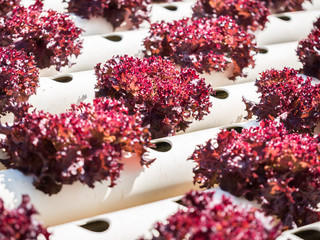 Red coral lettuce in hydroponics farm