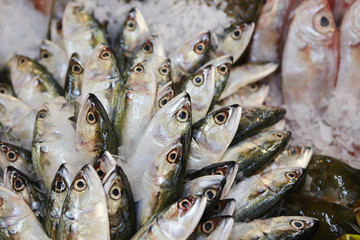 Fish market 