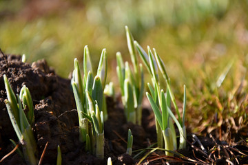 Snowdrops in the spring coming out from the earth.