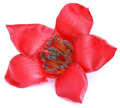 รูปภาพCeiba – เลือกดูภาพถ่ายสต็อก เวกเตอร์ และวิดีโอ4,207 | Adobe Stock