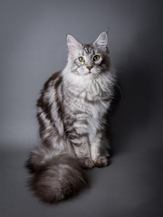 Plakat Chat Maine coon 