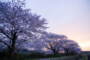 Fototapeta na wymiar 夕暮れの今井の桜　千葉県白井市の桜並木