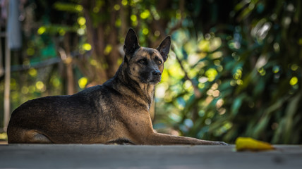 Lonely Thai dog on the floor