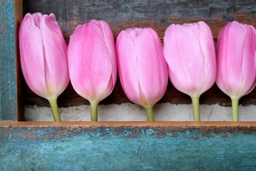 Pink tulips in a row,  with a painted wooden background