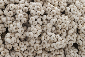 Garlic in market
