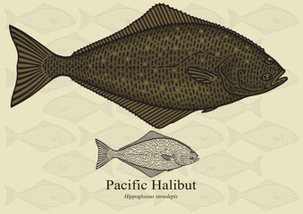 Fototapeta premium Pacific Halibut. Vector illustration for artwork in small sizes. Suitable for graphic and packaging design, educational examples, web, etc.