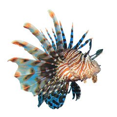 Lionfish fish isolated on white background