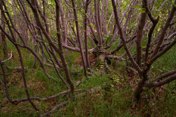 The brush in the woods. The Koni Peninsula. Magadan oblast.