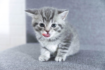 Fototapeta na wymiar Striped kitten showing tongue. kitten licking