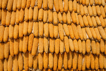 manny grains of ripe corn background