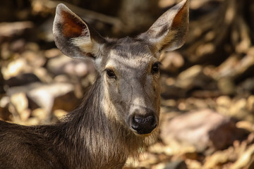 Portrait of a female Sambar deer in the forest, Ranthambore National Park, India