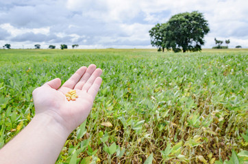 Soybean: Hand holding and showing grains of soy