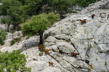 Goats grazing on a rocky mountain side