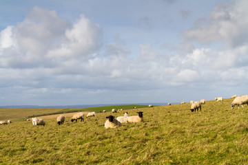 Grazing Sheep