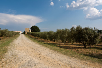 lavender and olive trees in Plateau of Valensole, Provence, France