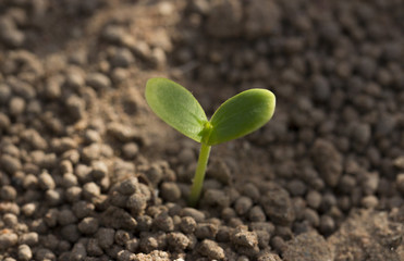 Seeding Growth