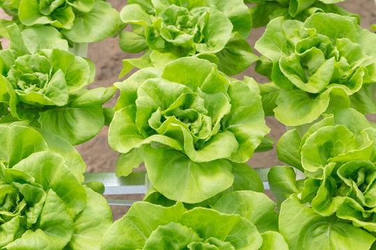 butterhead lettuce salad plant in the hydroponic system
