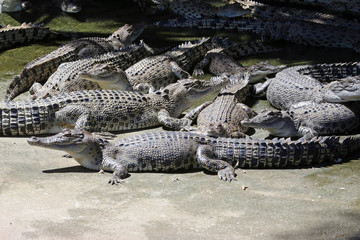 large group of immature Salt water crocodiles