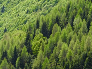 Fototapeta premium Forest of larches and firs