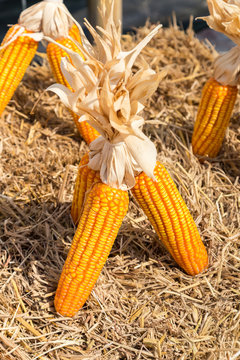 dried orange corn on  cob, close up
