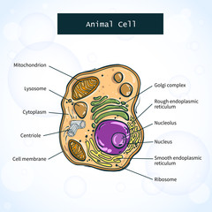 Structure of animal cell. Vector illustration