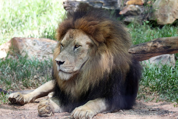 Fototapeta na wymiar Old Male Lion with magnificent mane