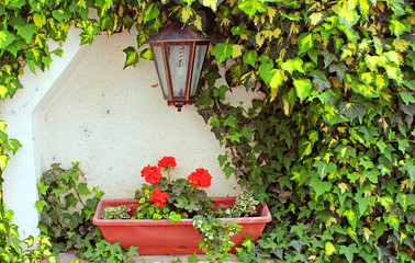 Fototapeta na wymiar Pot with flowers and spring foliage