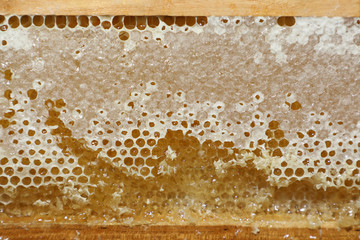 background of honeycomb filled with honey texture