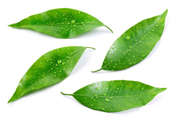 Fototapeta na wymiar Citrus leaves with drops isolated on a white background. Collection. Full depth of field.