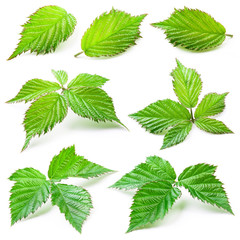 Blackberry leaves isolated on white background