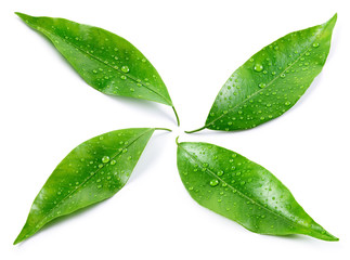 Citrus leaves with drops isolated on a white background. Collection. Full depth of field.