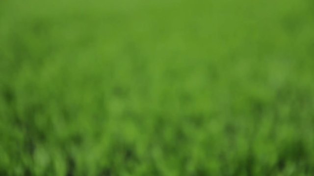 Unfocused green background. Slider shot
