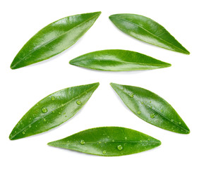Fototapeta na wymiar Citrus leaves with drops isolated on a white background. Collection. Full depth of field.