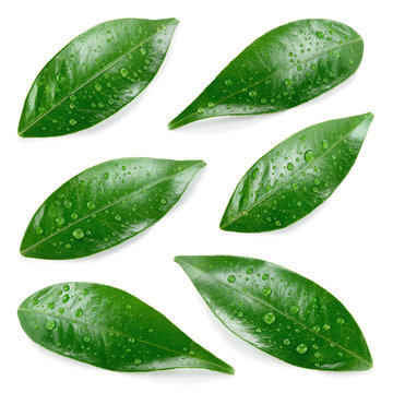 Citrus leaves with drops isolated on a white background. Collection. Full depth of field.