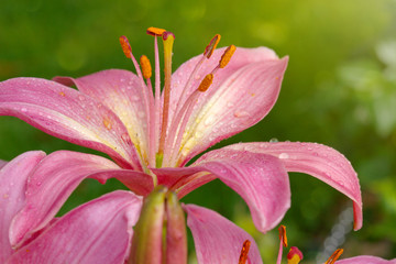 Pink Lilies flower closeup.