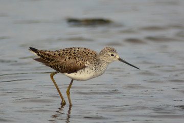 albastrello (Tringa stagnatilis) - nello stagno - ritratto