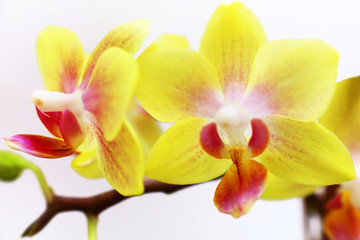 Fototapeta na wymiar Dwarf yellow orchids