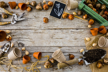 Flower bulbs and garden accessories for planting on a wooden background. Space for text.