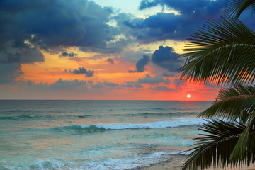 beautiful sea sunset and palm leaves