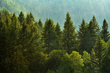 Fototapeta premium Pine Forest During Rainstorm Lush Trees