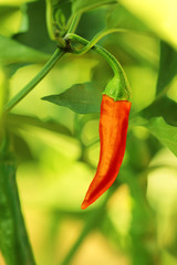 Fresh Red Pepper