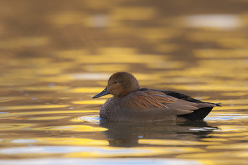 Gadwall Anas strepera - adult male in winter plumage on water, natural background