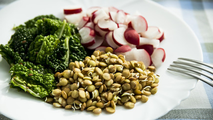 rawfoodist vegan salad joviality of cabbage, radish sprouts and lentils on a white plate