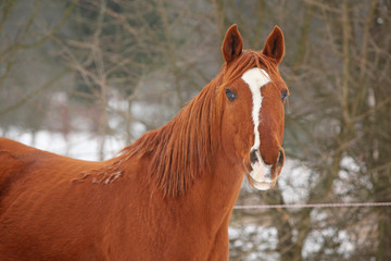 Beautiful chestnut horse in winter