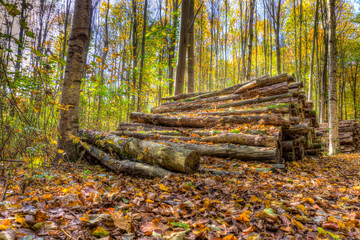 Wald